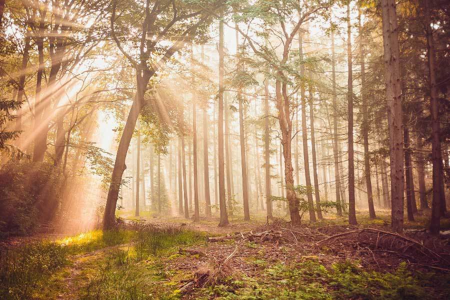 赛道与笔锋, 理其文学创, 业赛车手成