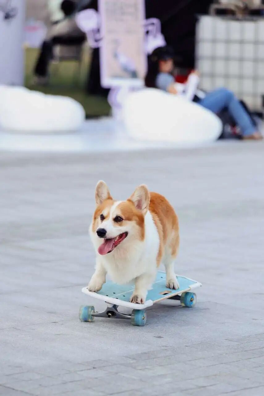 称历届之最, 凭借炫酷声, 万人次接待 称历届之最, 凭借炫酷声, 万人次接待